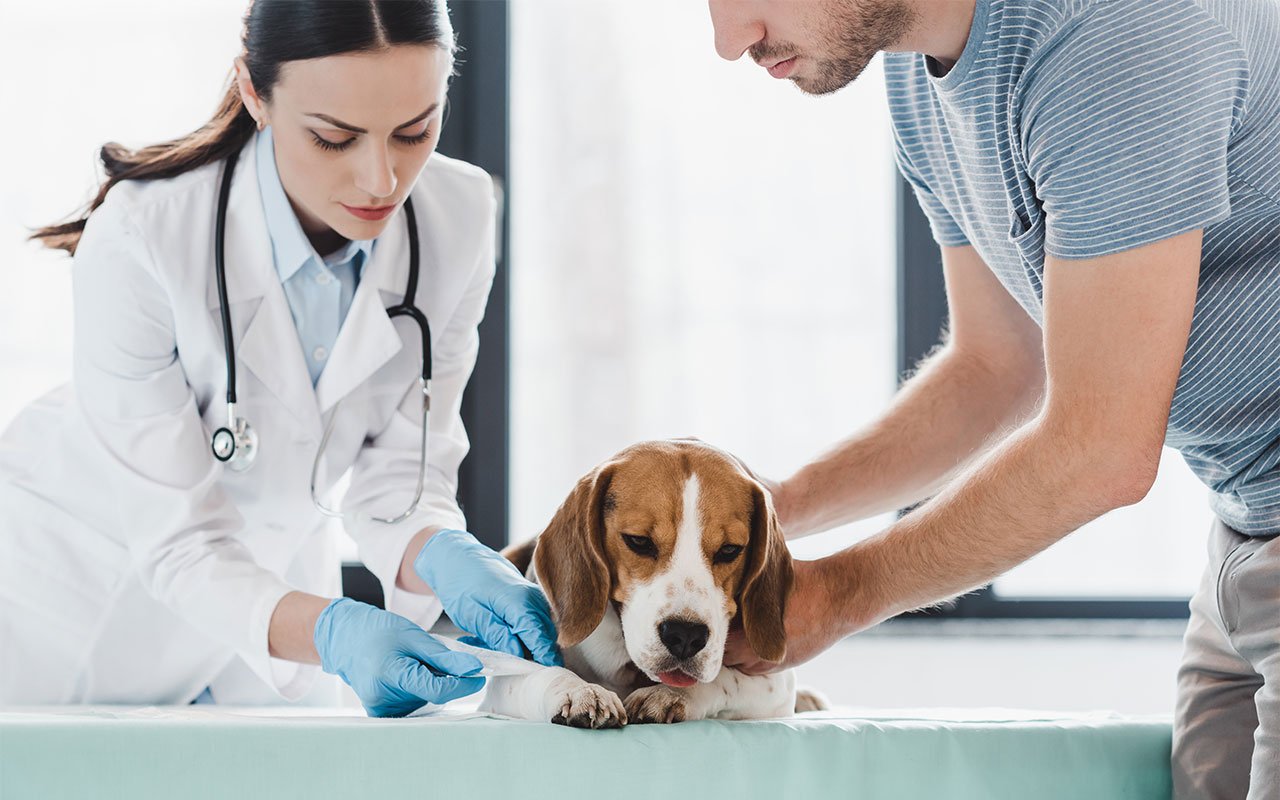 Animal Injury Claims – Can you Sue for Emotional Damage?